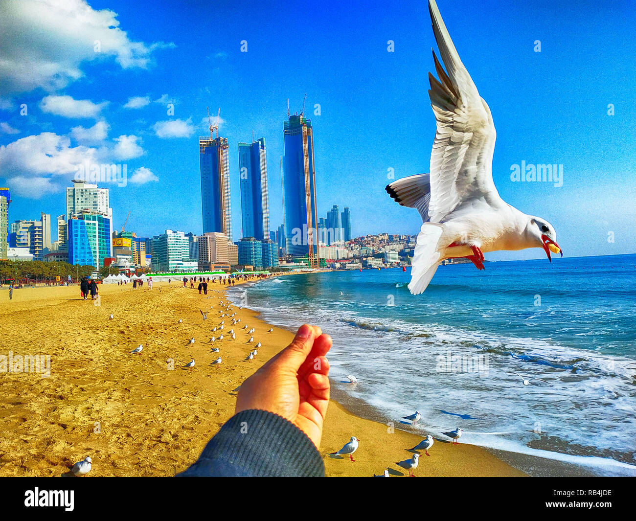 Il gabbiano cercando di mangiare uno spuntino Saeukkang , La Spiaggia di Haeundae, Busan, Corea del Sud Foto Stock