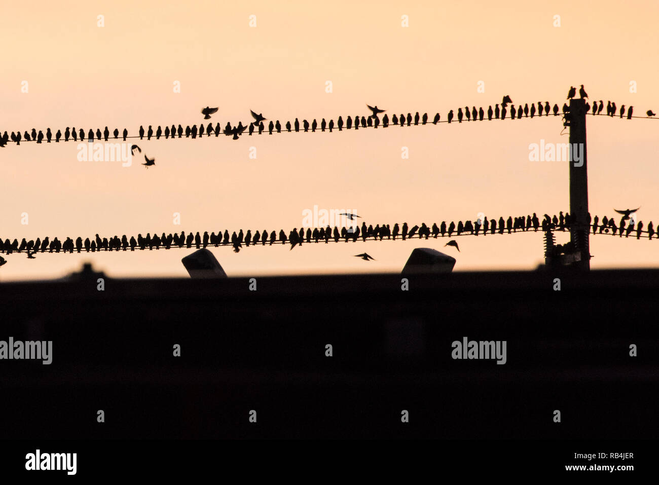 Per gli storni appollaiarsi su linee di alimentazione, il gregge è così grande che la camera è difficile da trovare e gli uccelli della polenta di pesce persico spalla a spalla e lo spazio è difficile da trovare. Foto Stock