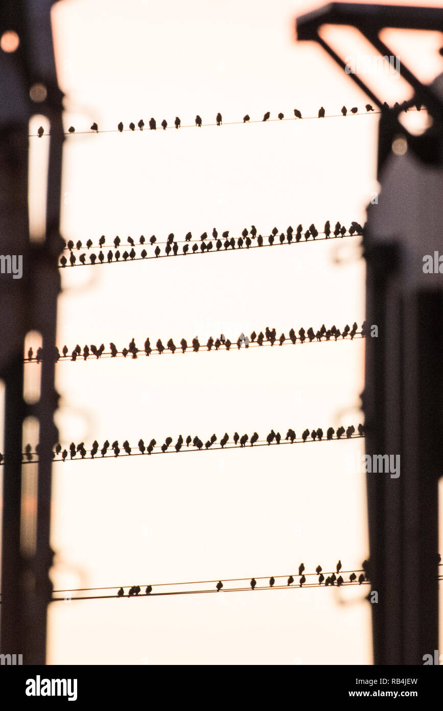 Per gli storni appollaiarsi su linee di alimentazione, il gregge è così grande che la camera è difficile da trovare e gli uccelli della polenta di pesce persico spalla a spalla e lo spazio è difficile da trovare. Foto Stock