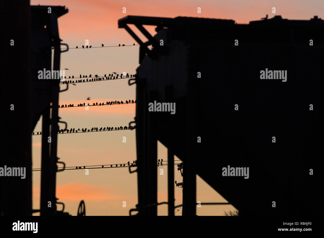 Per gli storni appollaiarsi su linee di alimentazione, il gregge è così grande che la camera è difficile da trovare e gli uccelli della polenta di pesce persico spalla a spalla e lo spazio è difficile da trovare. Foto Stock