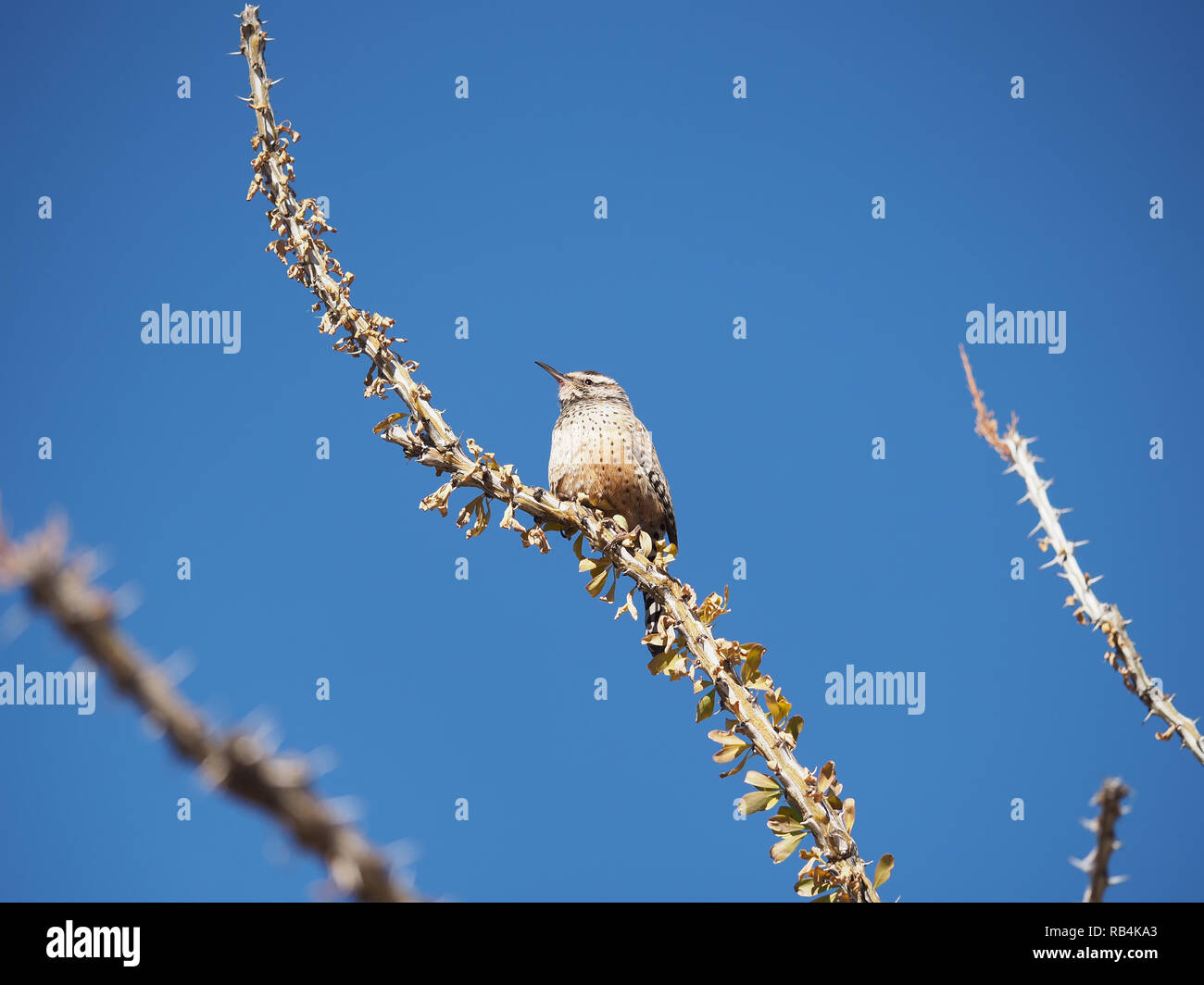 Cactus wren (Campylorhynchus brunneicapillus), l'uccello di stato dell Arizona, vicino a Phoenix, AZ, nel dicembre 2018 Foto Stock