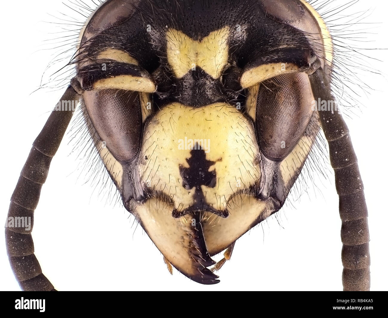 Extreme macro shot (micrografia) di una vespa (Vespula sp.) testa Foto Stock