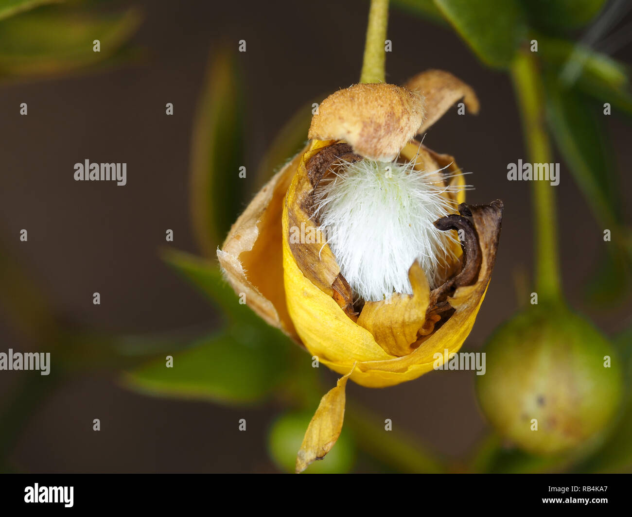 Frutto emergente del cespuglio di creosoto (Larrea tridentata) - macrofotografia Foto Stock