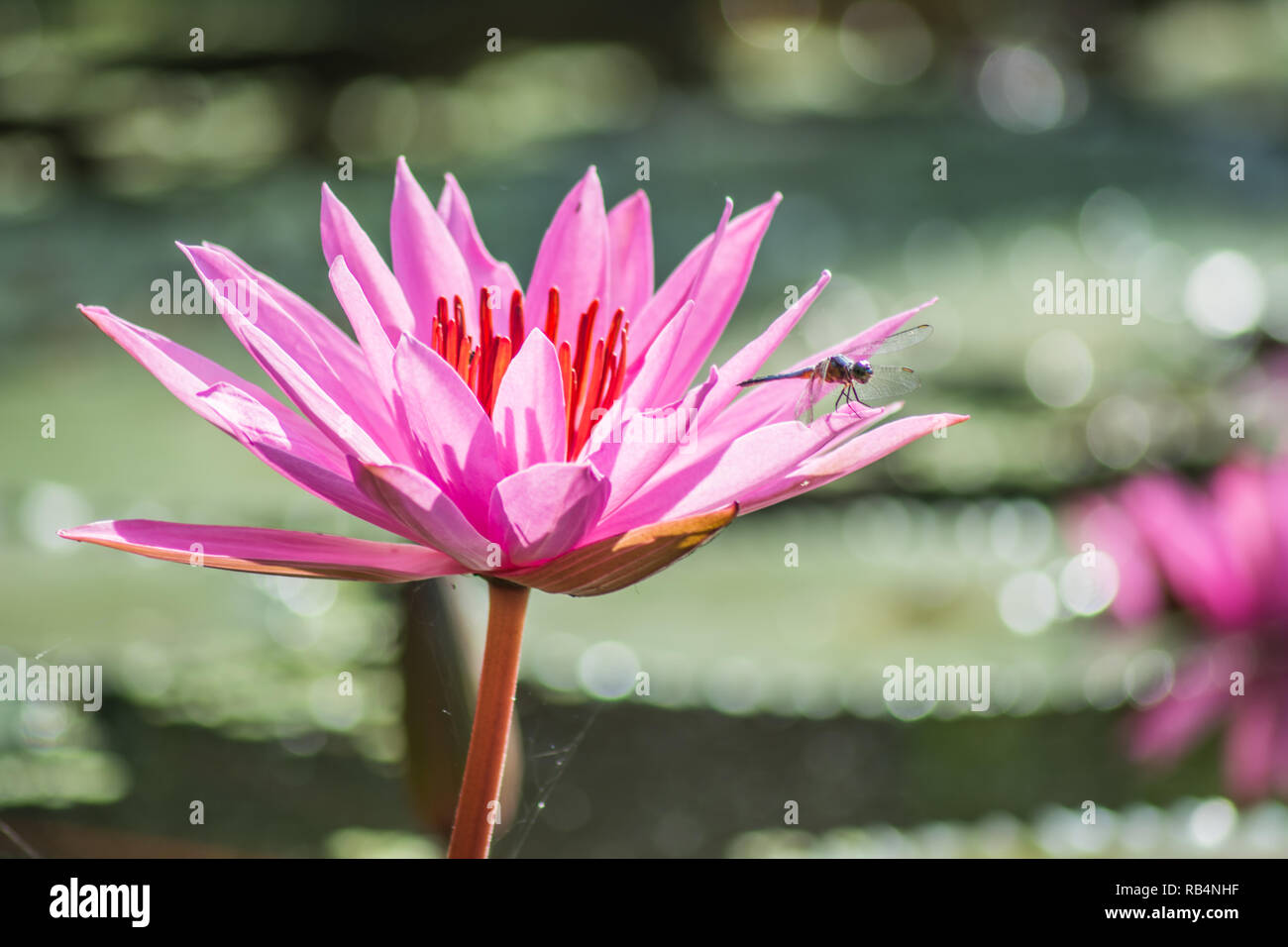 Lotus Foto Stock
