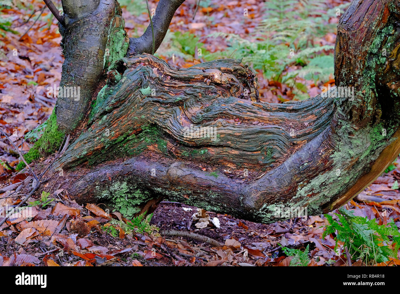 Vecchio albero nodose in inverno bosco, Norfolk, Inghilterra Foto Stock