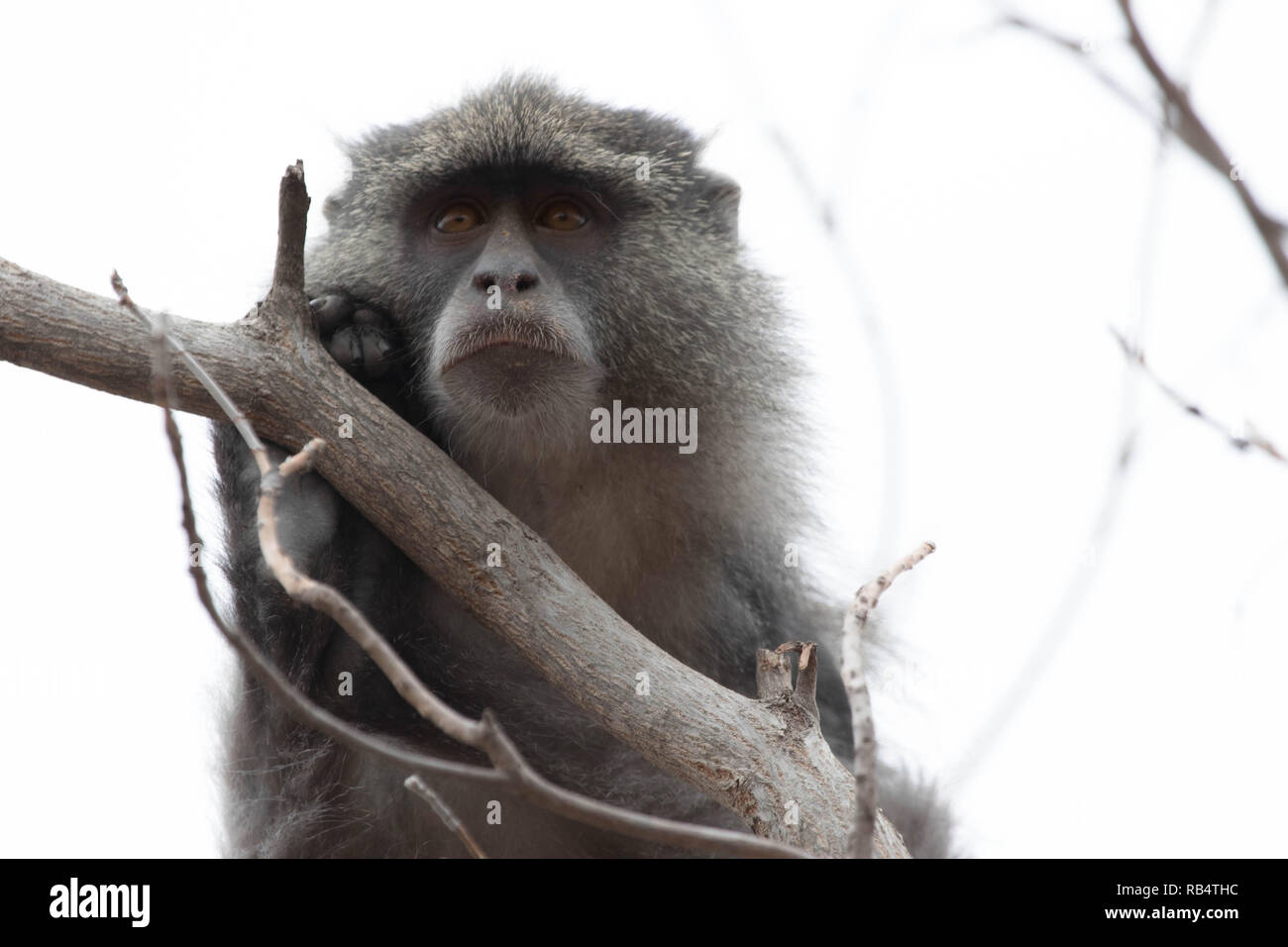 Strappalacrime foto e riprese video hanno catturato una scimmia senza braccioli la riproduzione dopo aver le sue braccia amputate a causa di lesioni da elettrocuzione. Th Foto Stock
