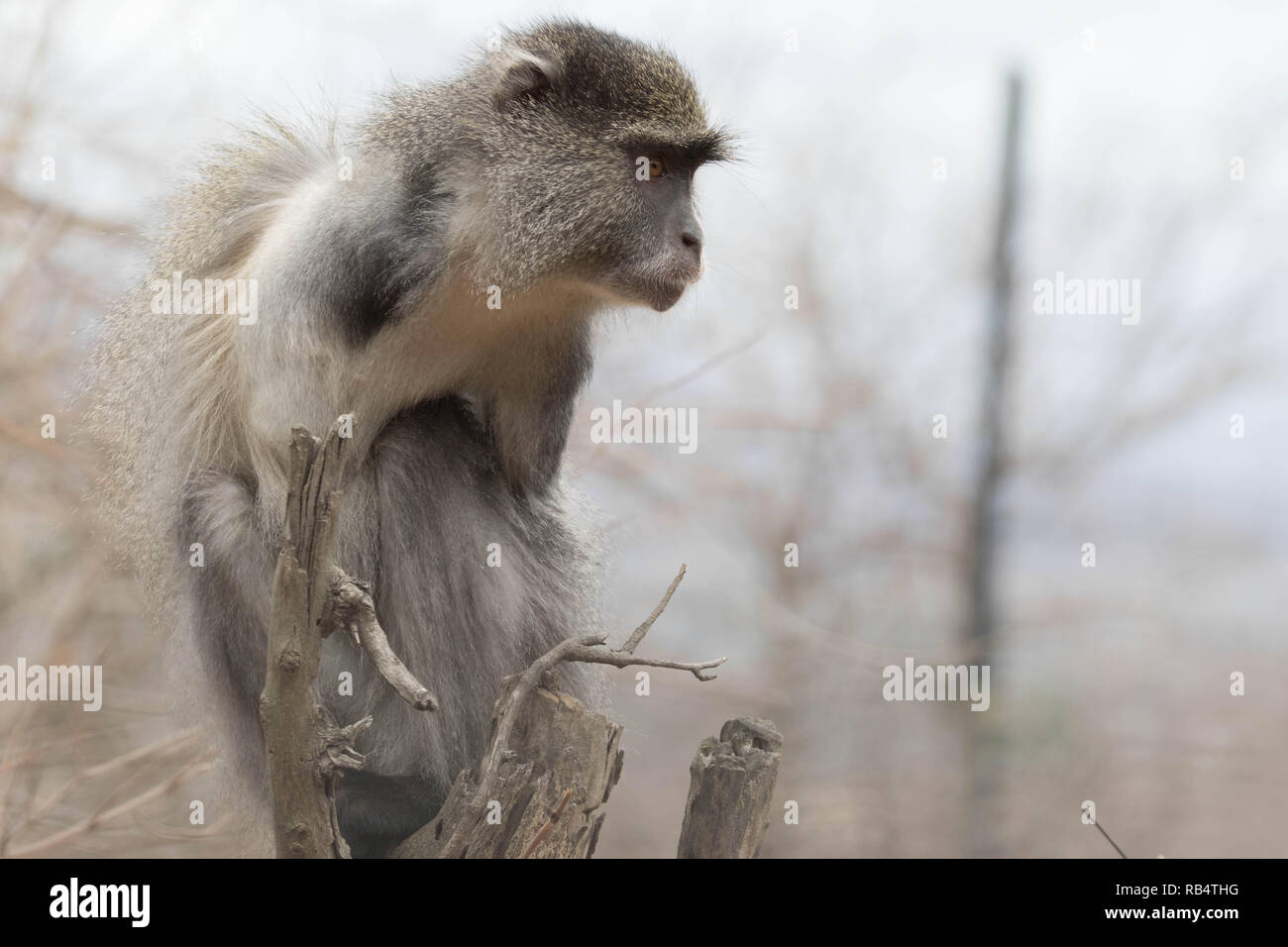 Strappalacrime foto e riprese video hanno catturato una scimmia senza braccioli la riproduzione dopo aver le sue braccia amputate a causa di lesioni da elettrocuzione. Th Foto Stock