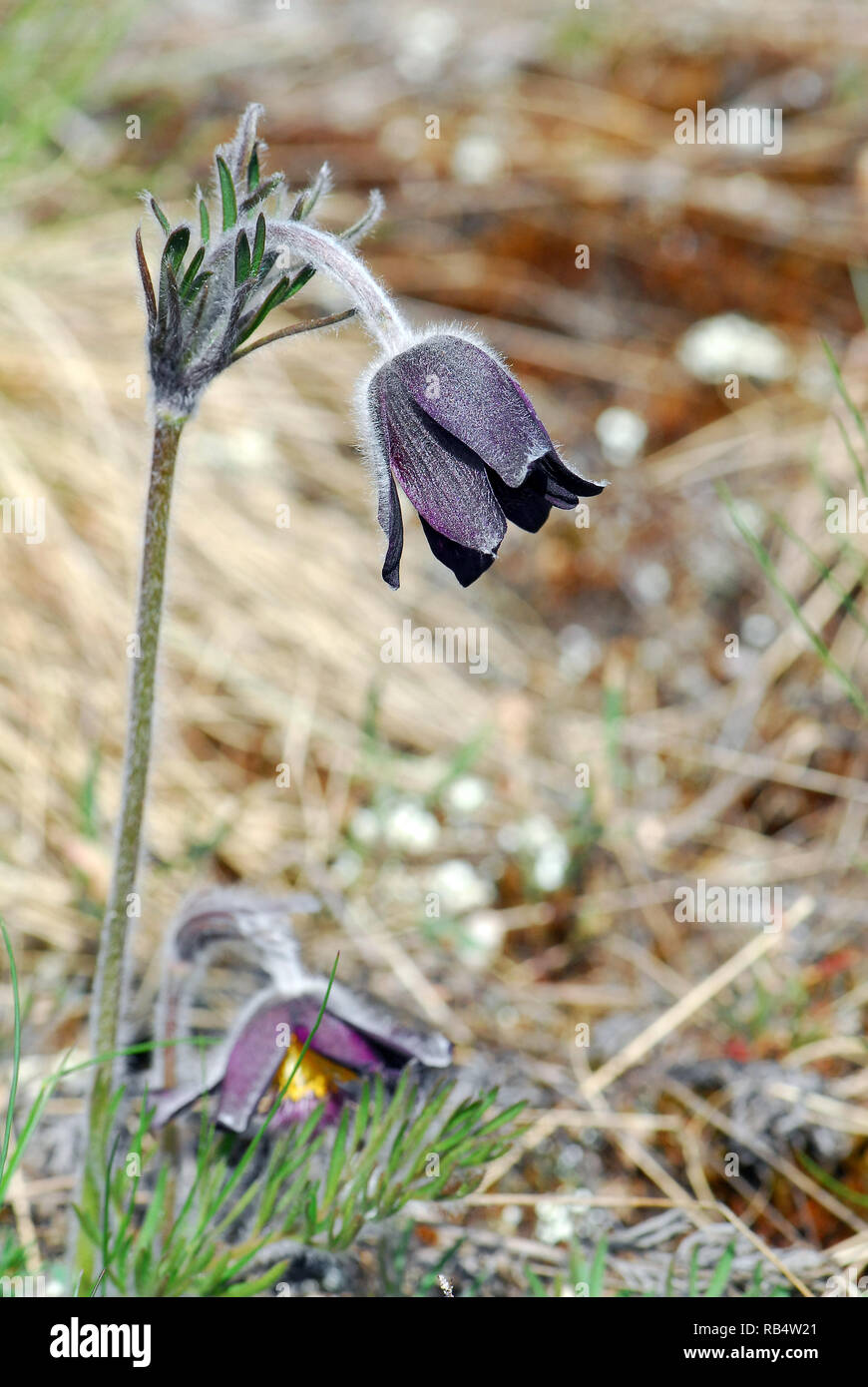 Fiore piccolo fiore pasque nei Monti Velence in Ungheria. Pulsatilla pratensis subsp. Nigricans, Wiesen-Kuhschelle, fekete kökörcsin Foto Stock