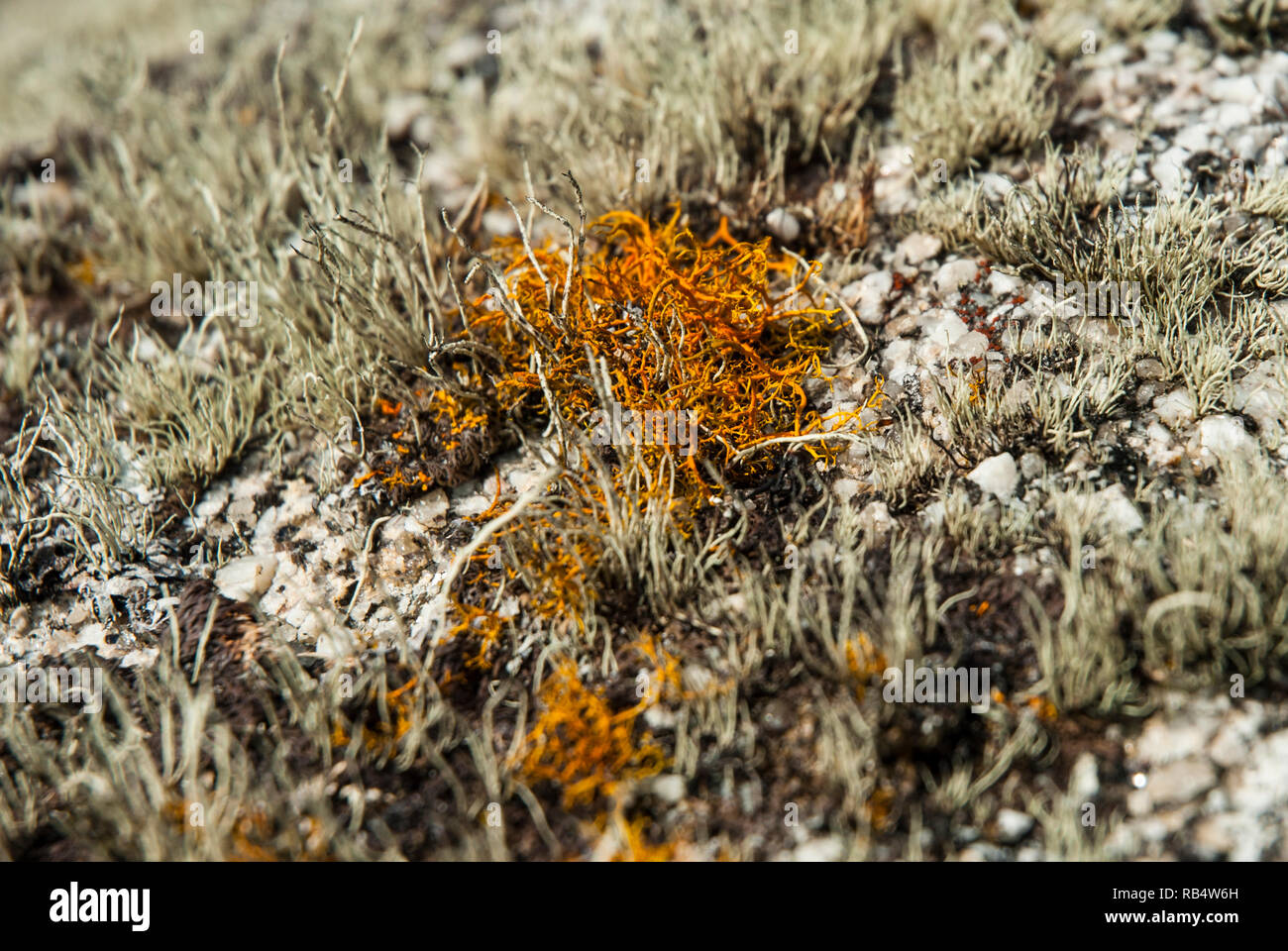 I rari capelli dorati Lichen Teloschistes flavicans su una roccia con comuni lichen. Foto Stock