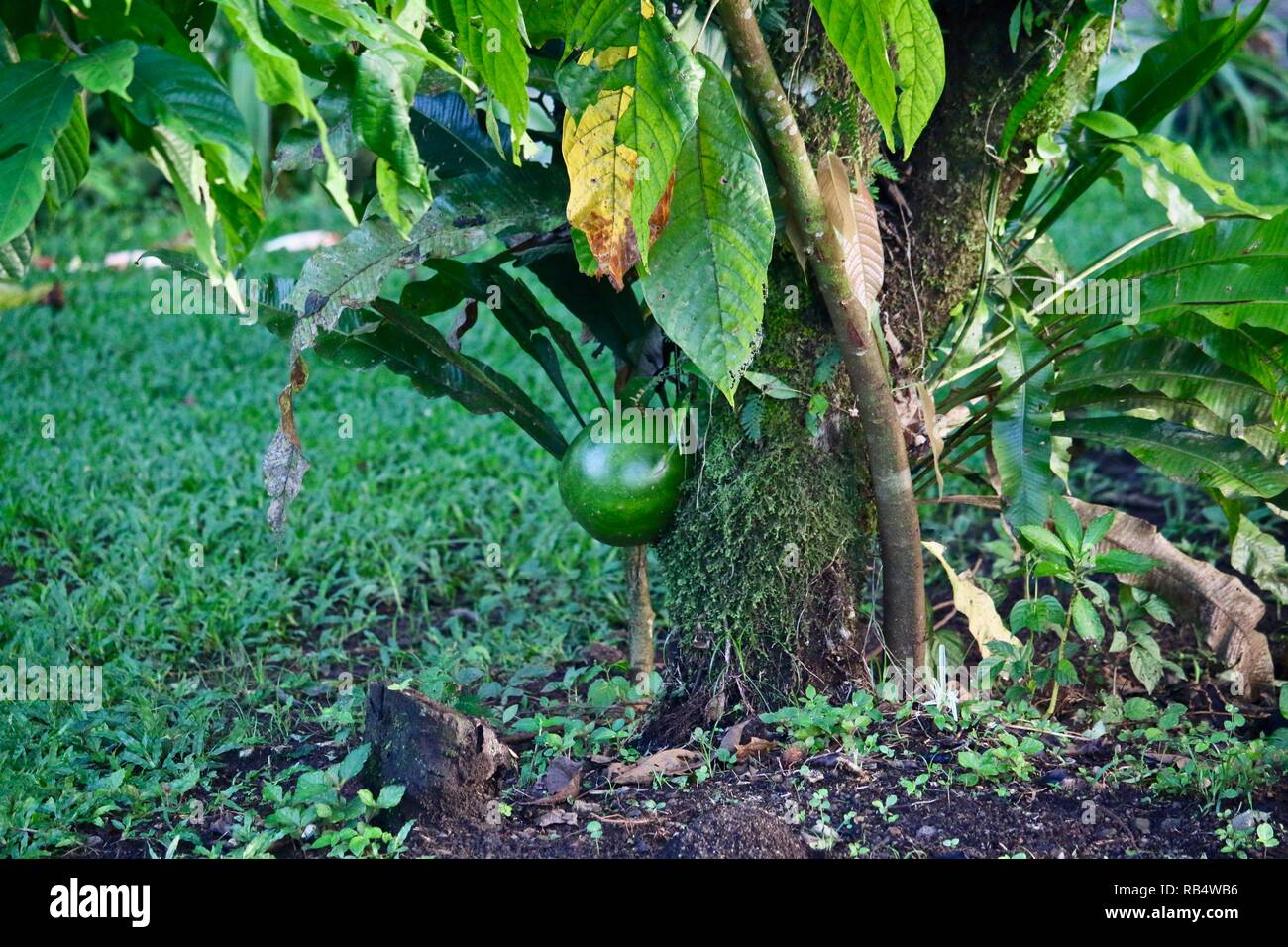 Disco verde brillante rotondo frutta crescendo sul tronco di un albero in Costa Rica Foto Stock