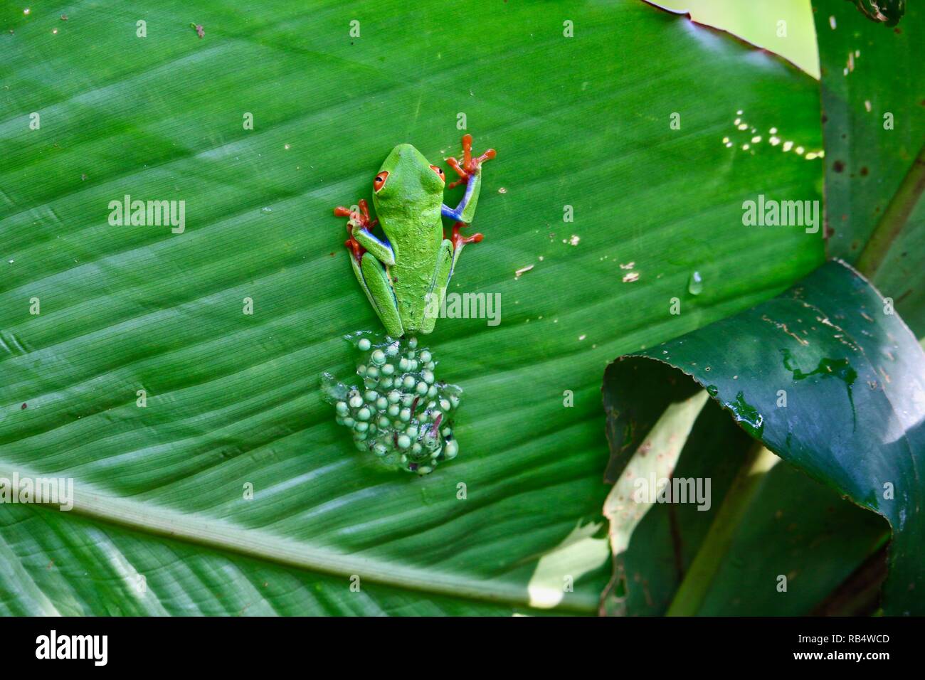 Con gli occhi rossi Rane di albero con le uova nelle giungle del Costa Rica Foto Stock