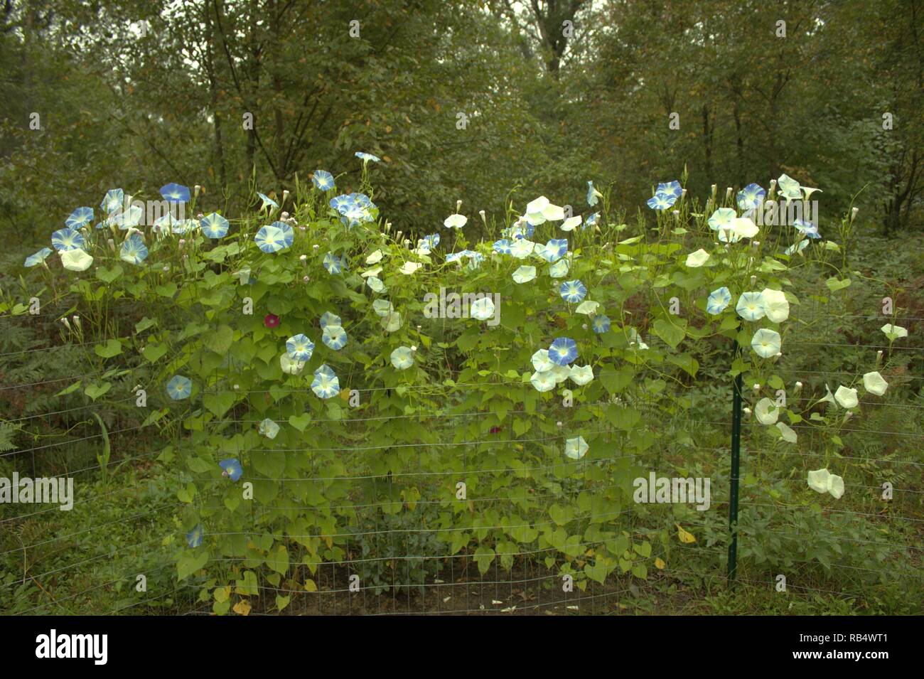 Bi colore blu e bianco Glorie di mattina la scalata di un giardino recinto nel bosco Foto Stock