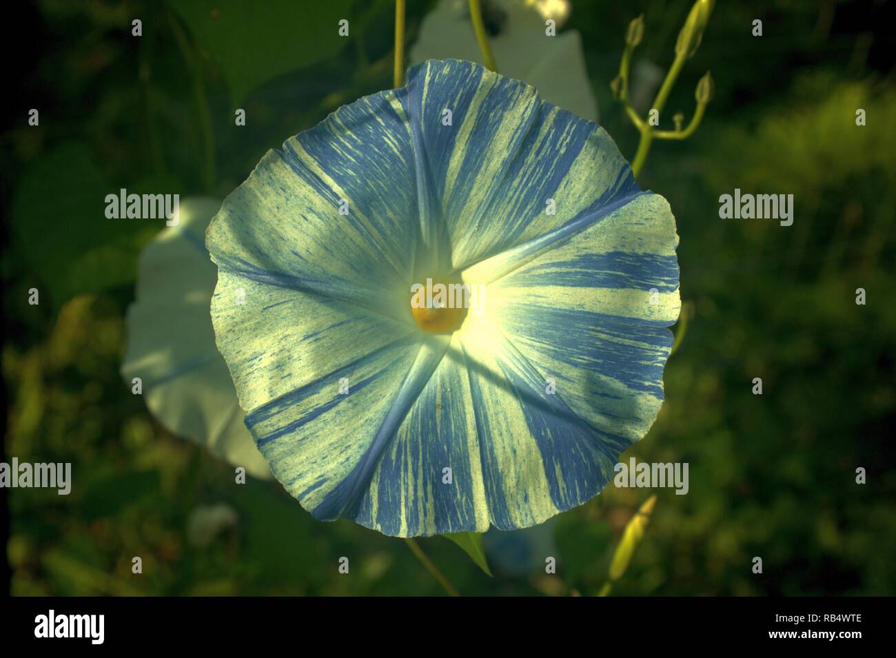 Una chiusura di un bicolore blu e bianco gloria di mattina fiore Foto Stock