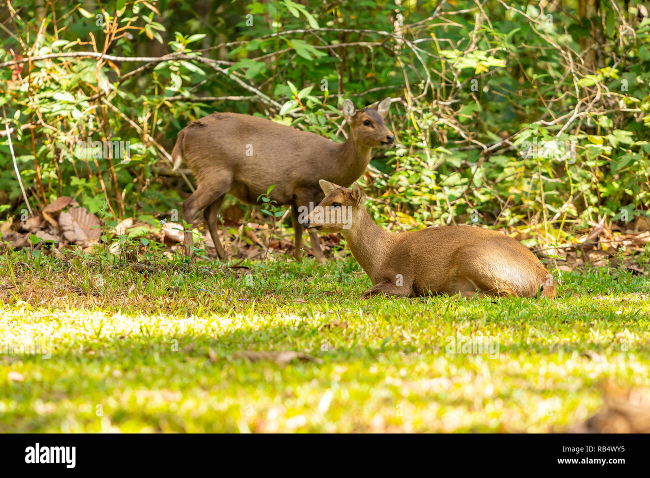 Il Porco di cervi vivere liberamente in un parco nazionale del nord-est della Thailandia Foto Stock