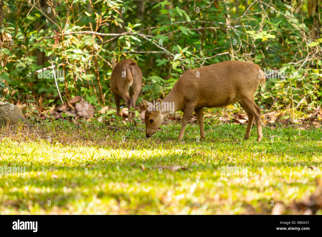 Il Porco di cervi vivere liberamente in un parco nazionale del nord-est della Thailandia Foto Stock