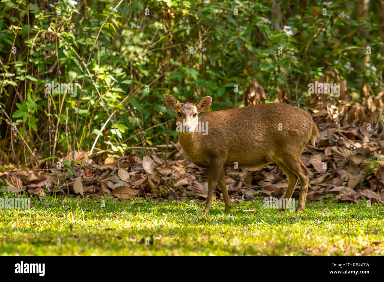 Il Porco di cervi vivere liberamente in un parco nazionale del nord-est della Thailandia Foto Stock
