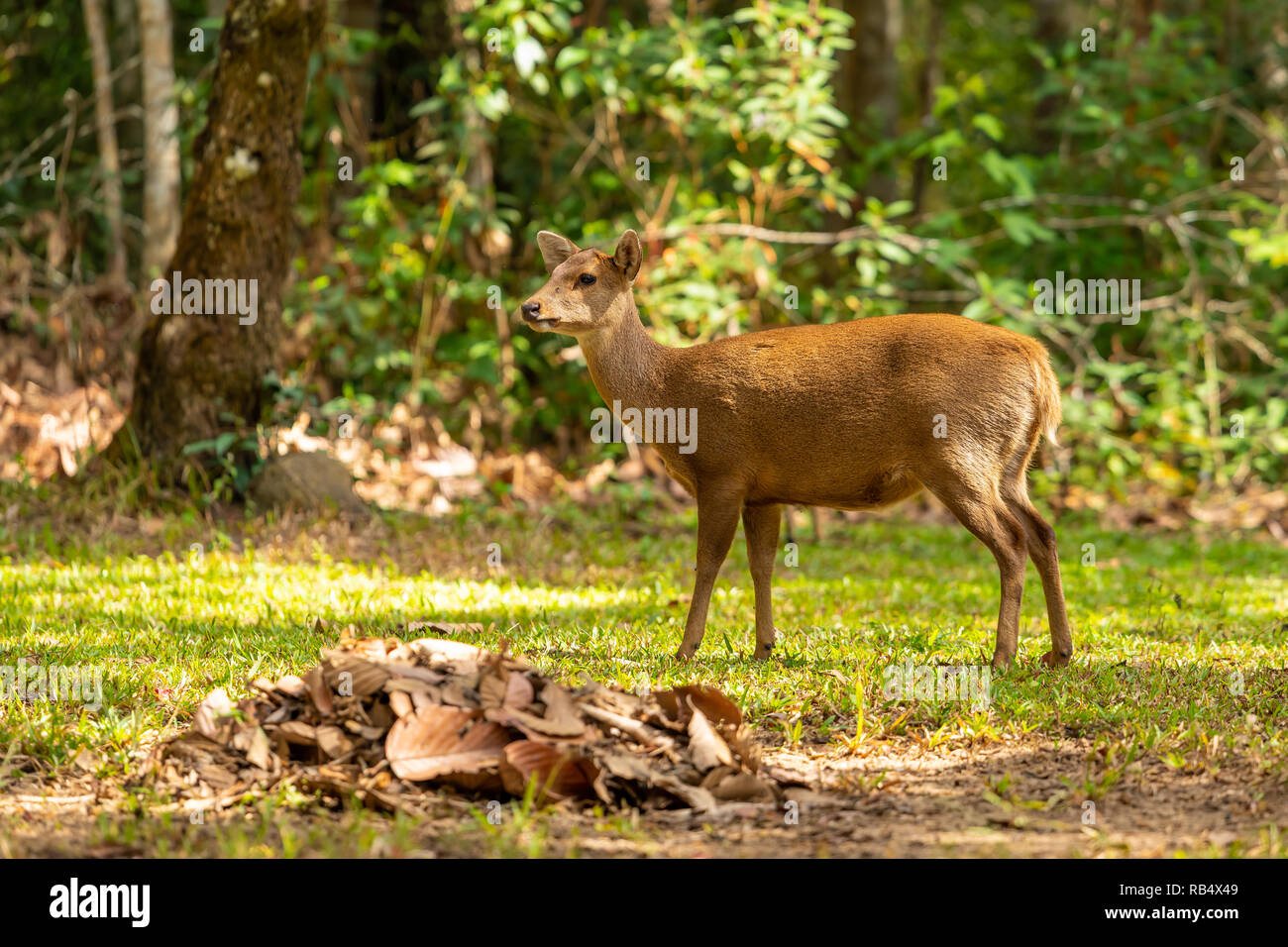 Il Porco di cervi vivere liberamente in un parco nazionale del nord-est della Thailandia Foto Stock