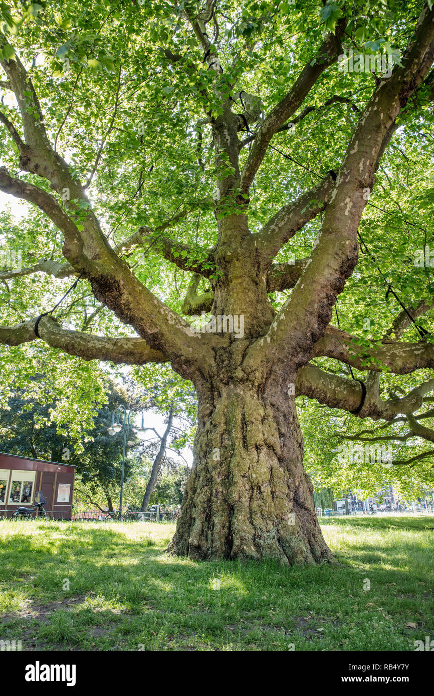 I Paesi Bassi, Amsterdam Leidse Bosje, albero piano con una circonferenza di quasi 7 metri. Foto Stock