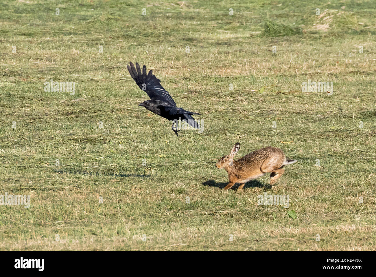 I Paesi Bassi, Amsterdam, Madre lepre insegue crow. Foto Stock