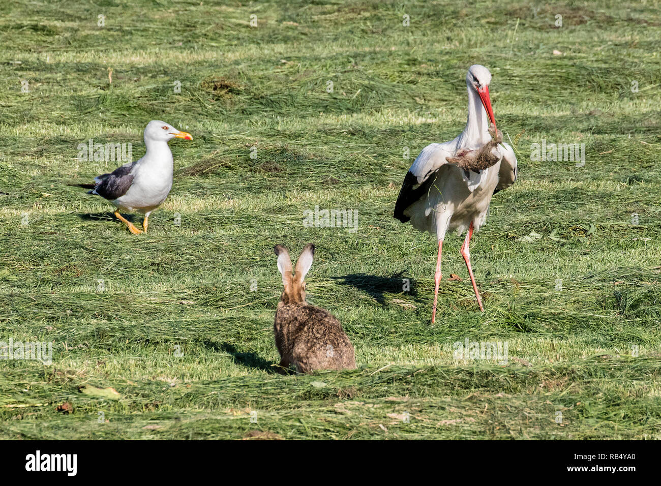 I Paesi Bassi, Amsterdam, di gabbiano e madre lepre guardare stork che cerca di catturare una lepre giovane, ferito da un'erba macchina rasaerba. Foto Stock