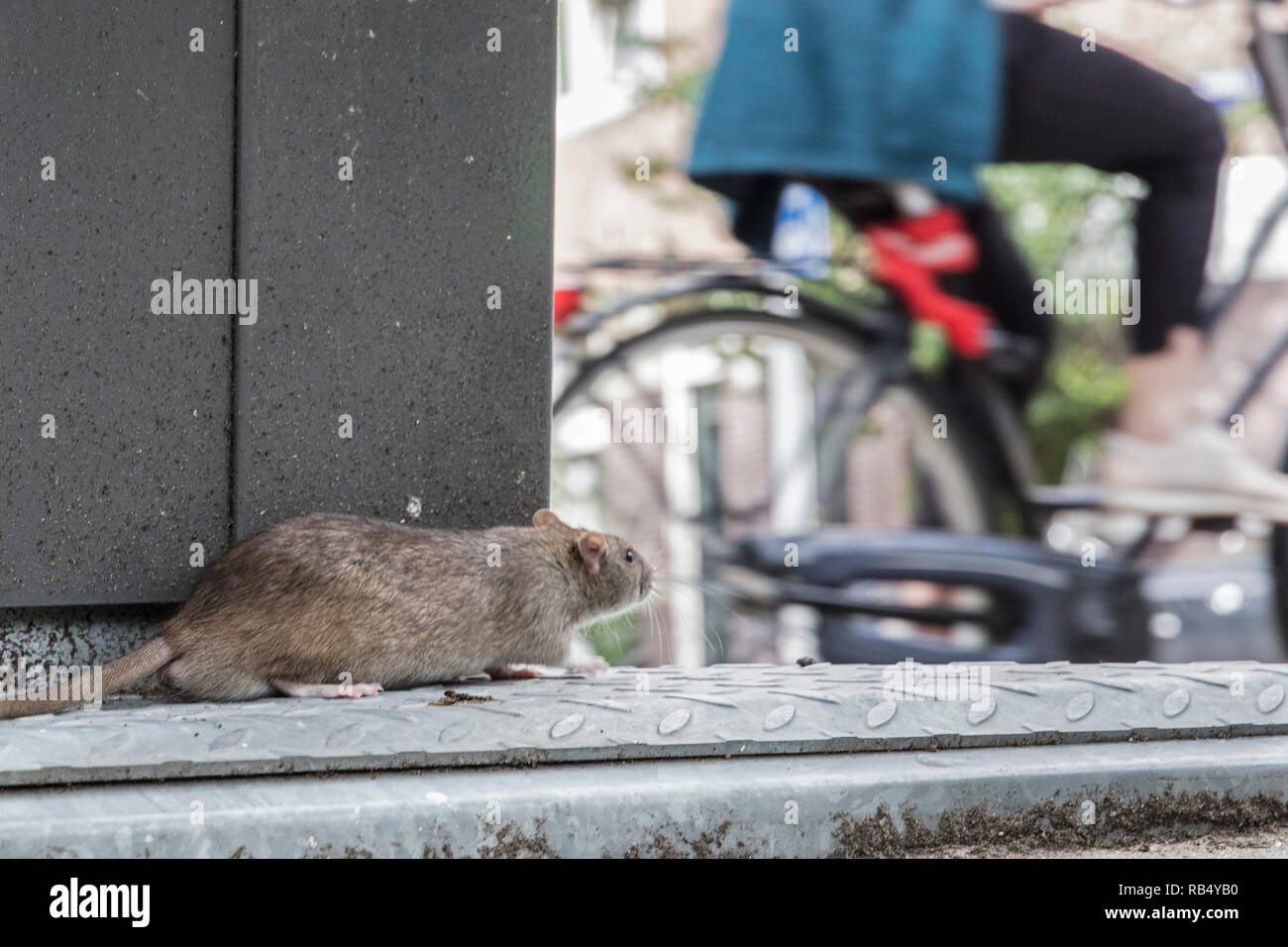 I Paesi Bassi, Amsterdam, Marrone di ratto (Rattus norvegicus). Foto Stock