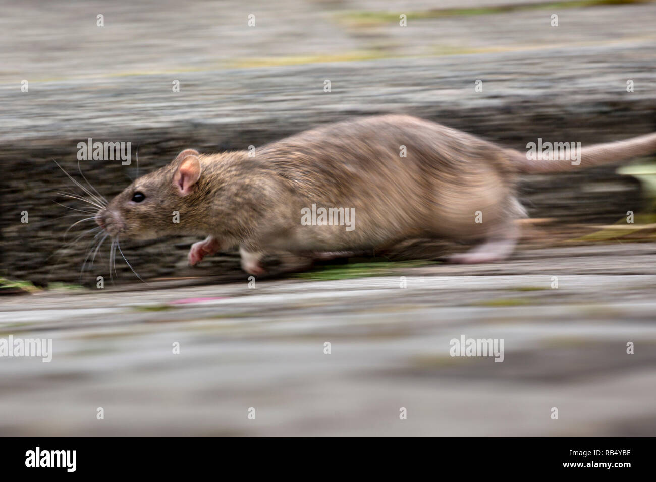 I Paesi Bassi, Amsterdam, ratti marrone (Rattus norvegicus) in esecuzione. Foto Stock