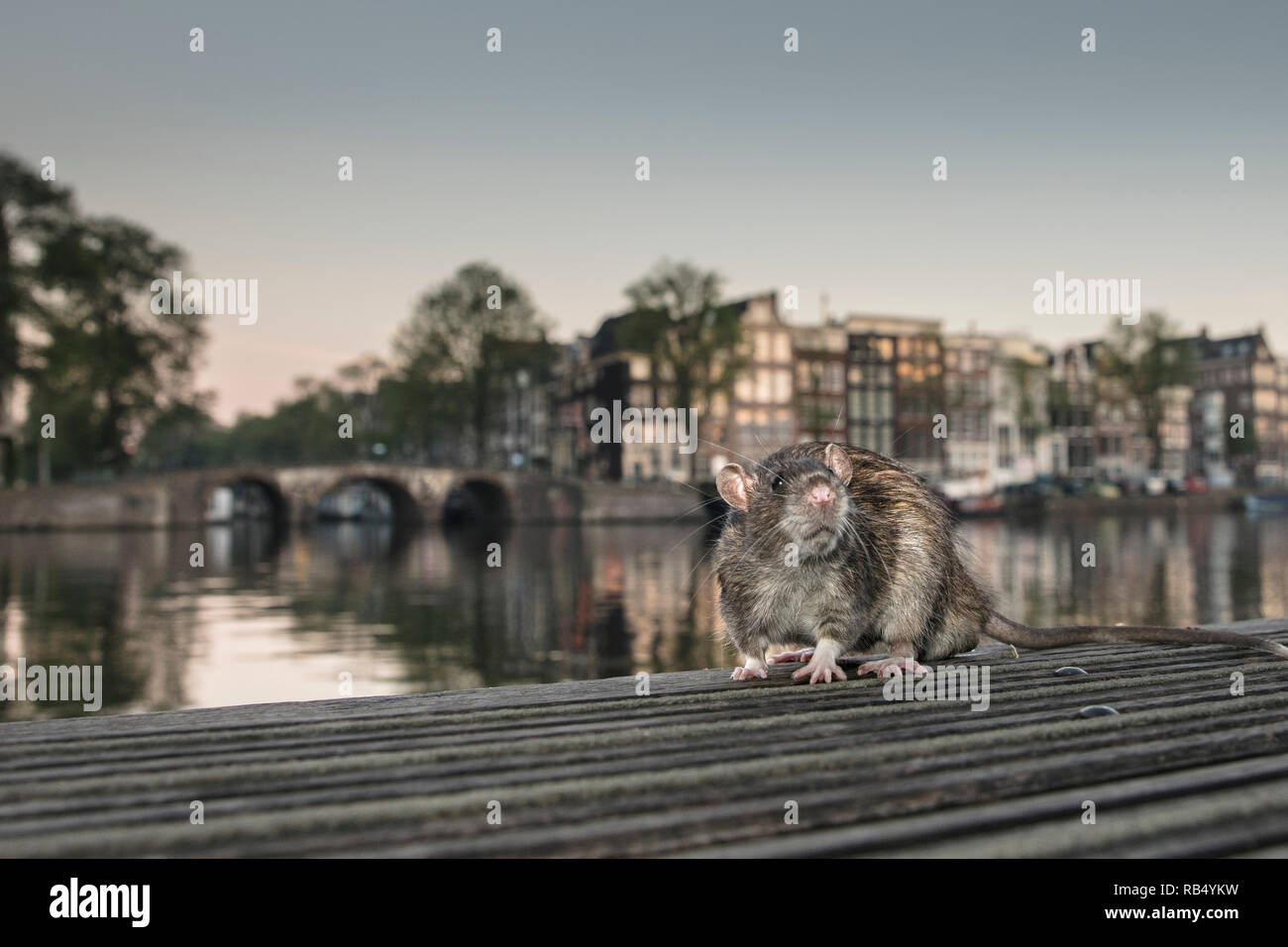 I Paesi Bassi, Amsterdam, Marrone di ratto (Rattus norvegicus) sul molo nel fiume Amstel. Foto Stock