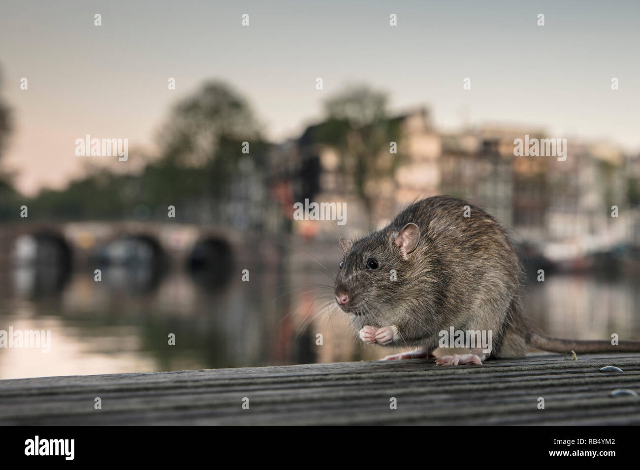 I Paesi Bassi, Amsterdam, Marrone di ratto (Rattus norvegicus) sul molo nel fiume Amstel. Foto Stock