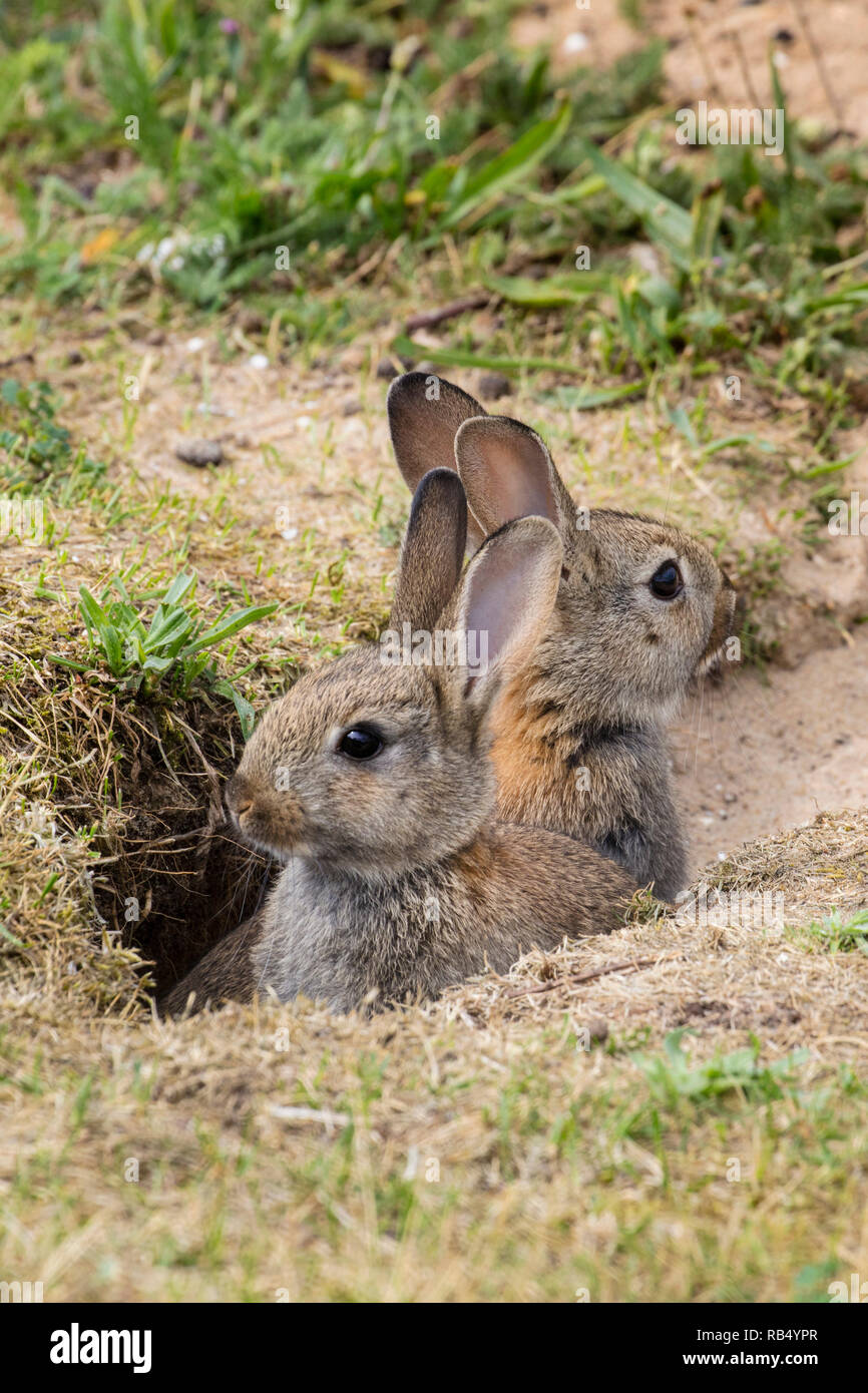 I Paesi Bassi, Amsterdam, Diemerpark riserva naturale e il parco cittadino, conigli giovani nel foro. Foto Stock