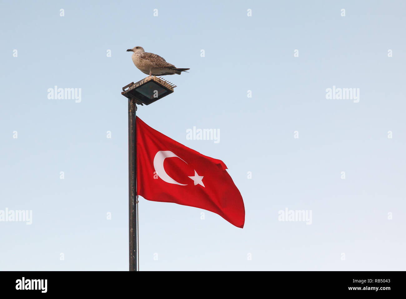 Un grande grigio seagull si siede su una lanterna con un pennone con bandiera turca contro il cielo blu Foto Stock