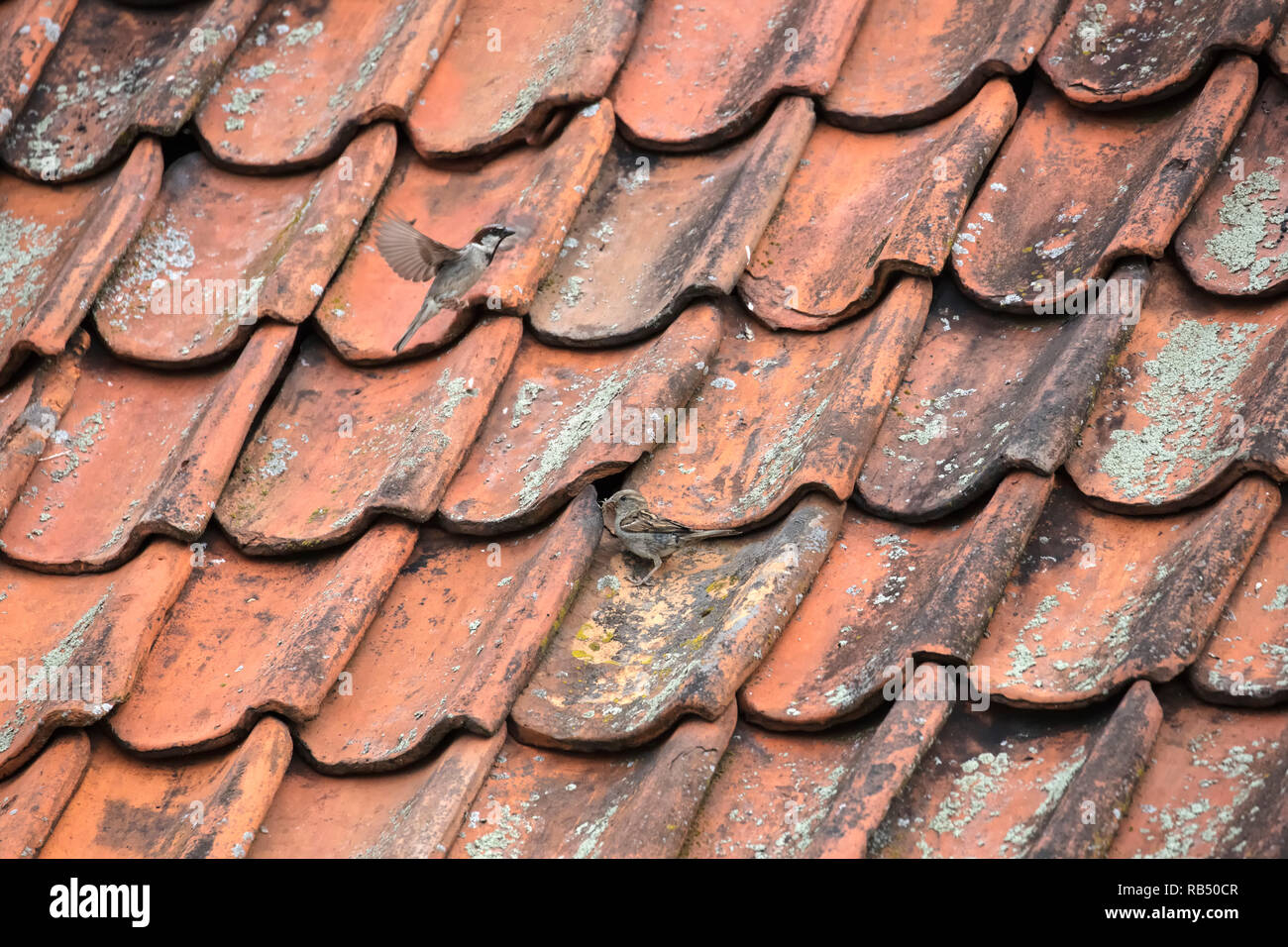 I Paesi Bassi, Amsterdam, passeri sul vecchio tetto vicino al nido. Foto Stock