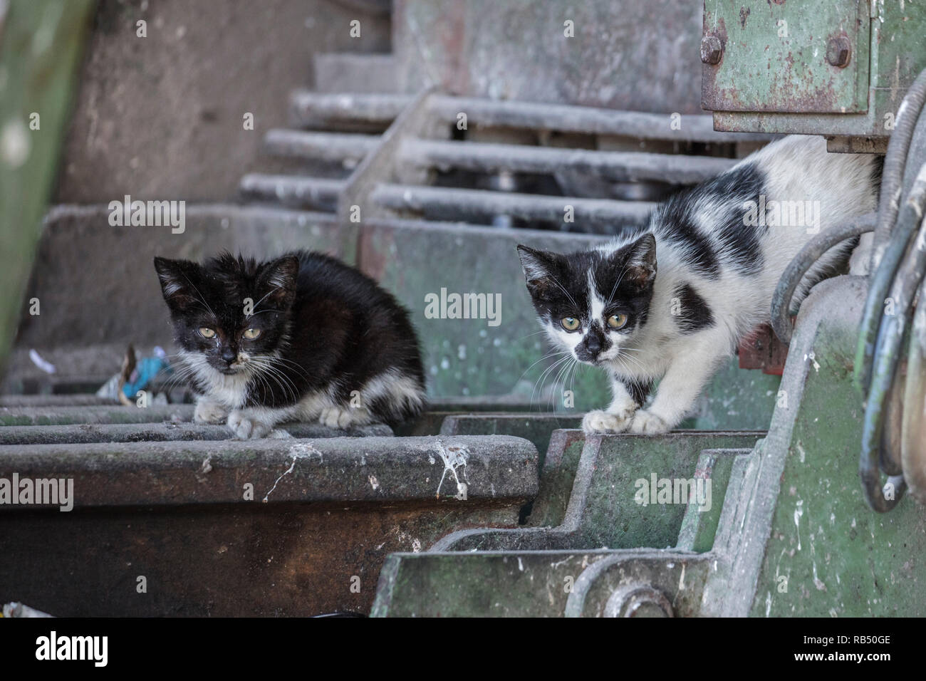 I Paesi Bassi, Amsterdam, i gatti randagi che vivono in società di riciclaggio. Gattini. Foto Stock