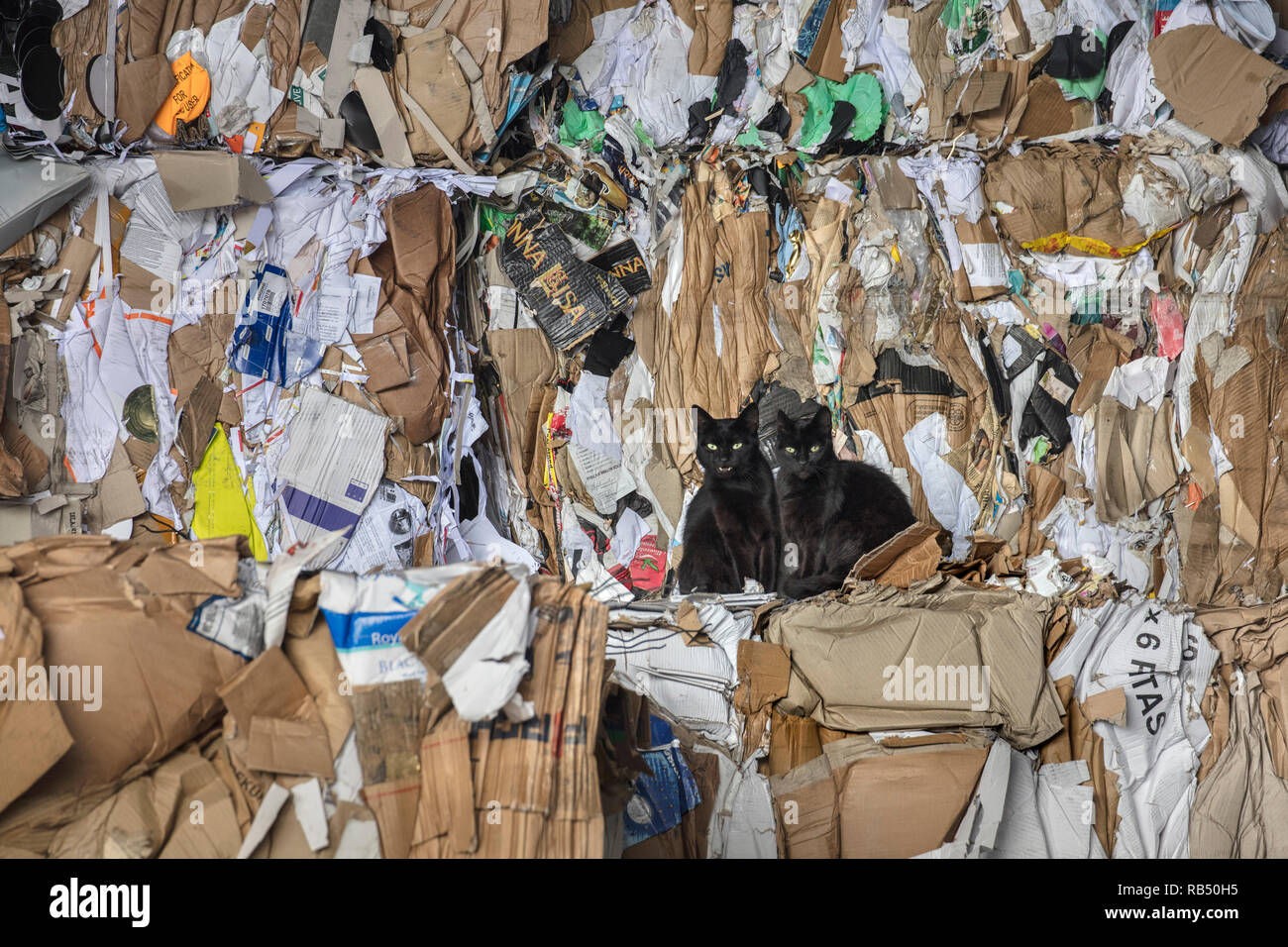 I Paesi Bassi, Amsterdam, i gatti randagi che vivono in società di riciclaggio. Foto Stock