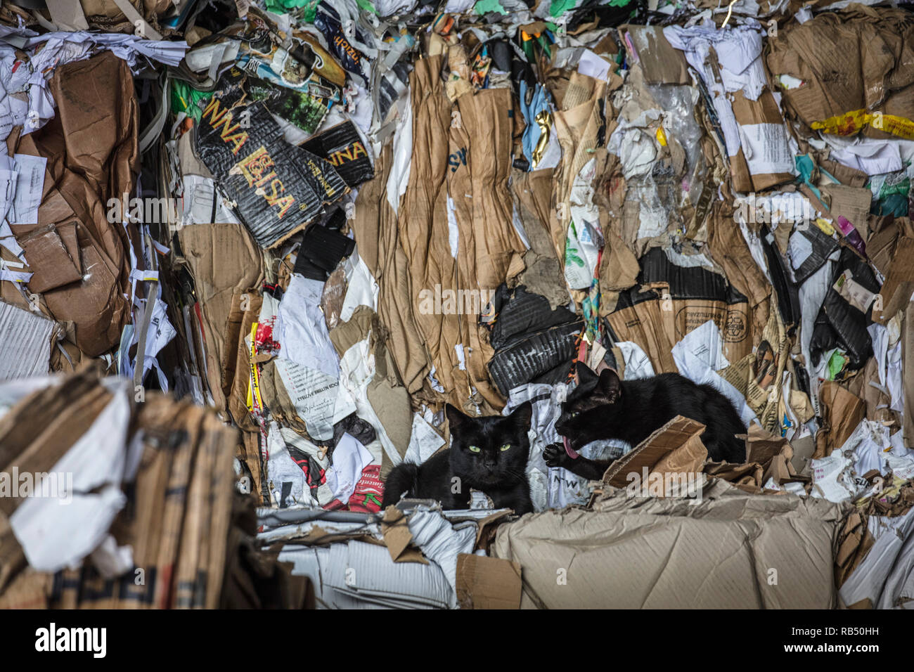 I Paesi Bassi, Amsterdam, i gatti randagi che vivono in società di riciclaggio. Foto Stock