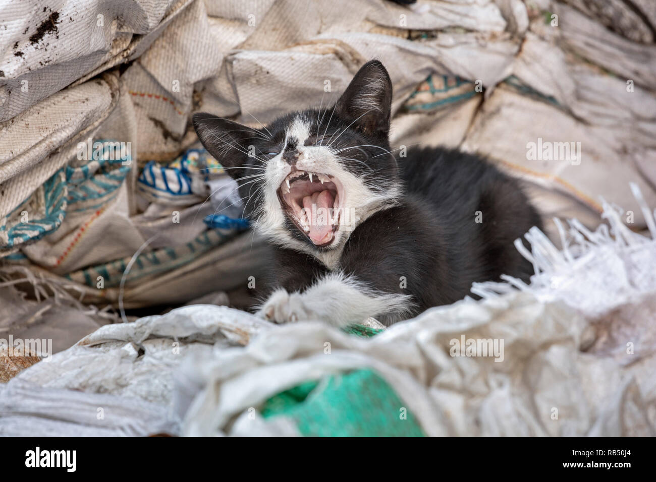 I Paesi Bassi, Amsterdam, i gatti randagi che vivono in società di riciclaggio. Gattino. Foto Stock