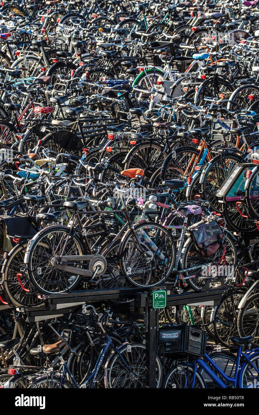 I Paesi Bassi, Amsterdam, stazione centrale, deposito bici o parcheggio. Foto Stock