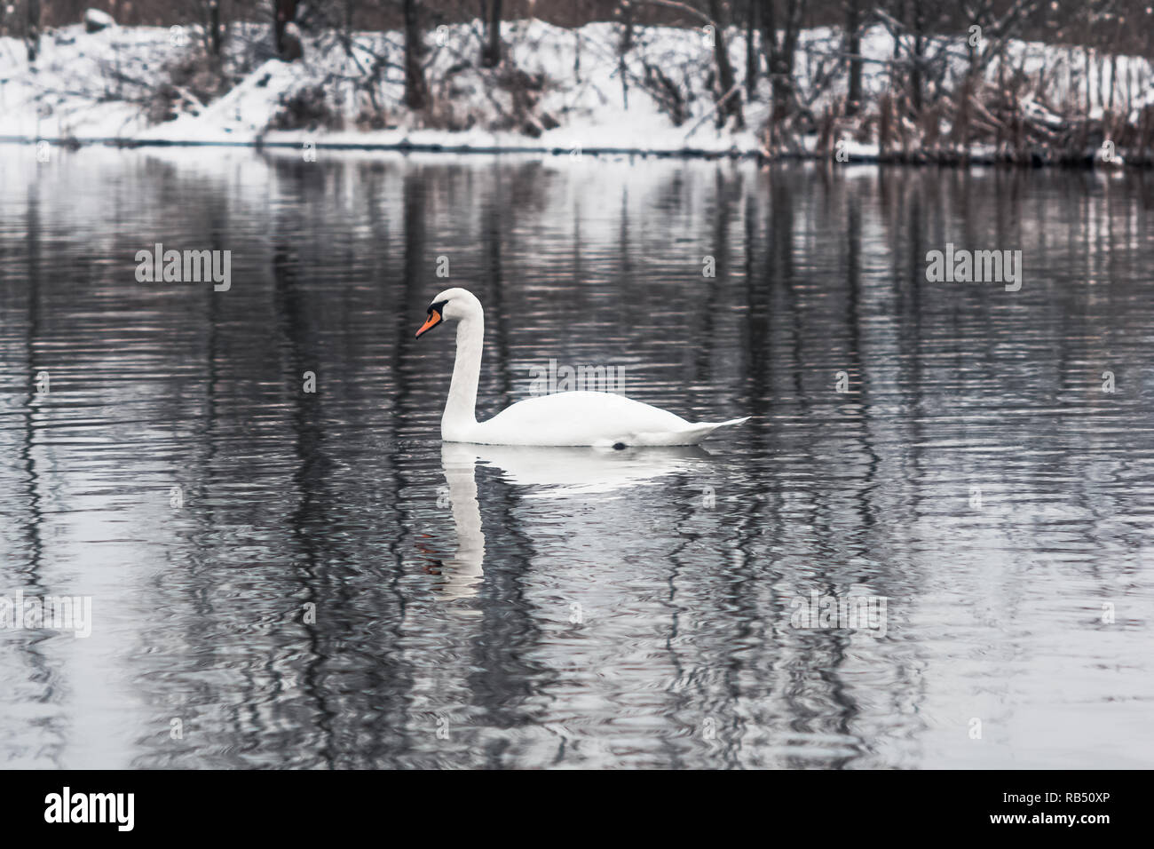 Bianco cigni selvatici in inverno l'acqua ghiacciata Foto Stock