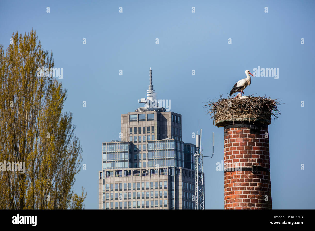 Cicogna bianca (Ciconia ciconia) sul nido sulla sommità del camino ex, sfondo Rembrandt Tower. Amsterdam, Paesi Bassi. Foto Stock