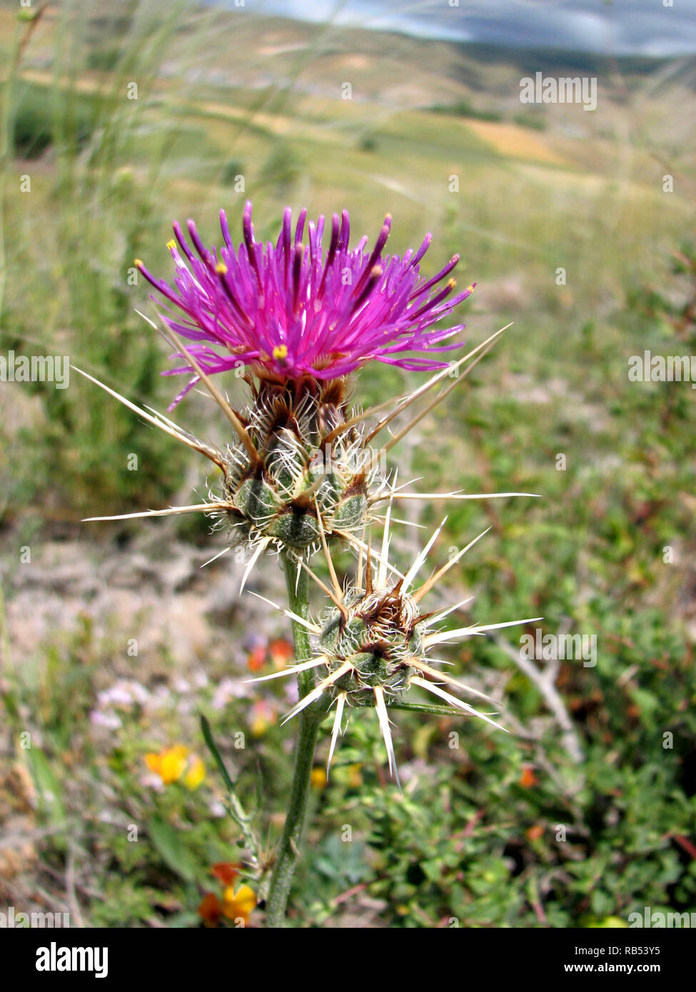 Close up di un viola thistle Foto Stock