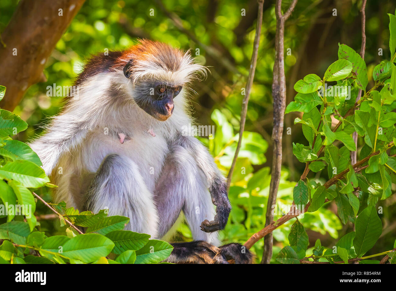 Wild Zanzibar Red Colobus Monkey, Procolobus kirkii, in una foresta verde. Jozani Chwaka Bay National Park, Tanzania. Foto Stock