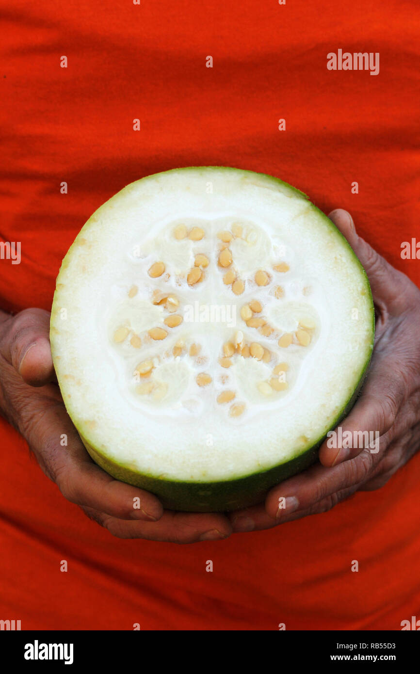 Wintermelon cinese. Benincasa hispida. Foto Stock