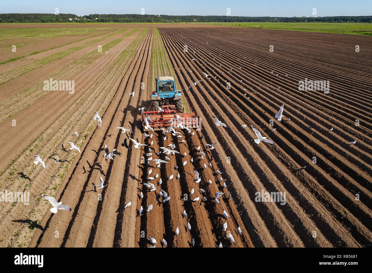 Il lavoro agricolo su un trattore agricoltore semina grano. Affamati di uccelli sono battenti dietro il trattore e mangiare il grano da seminativi. Foto Stock