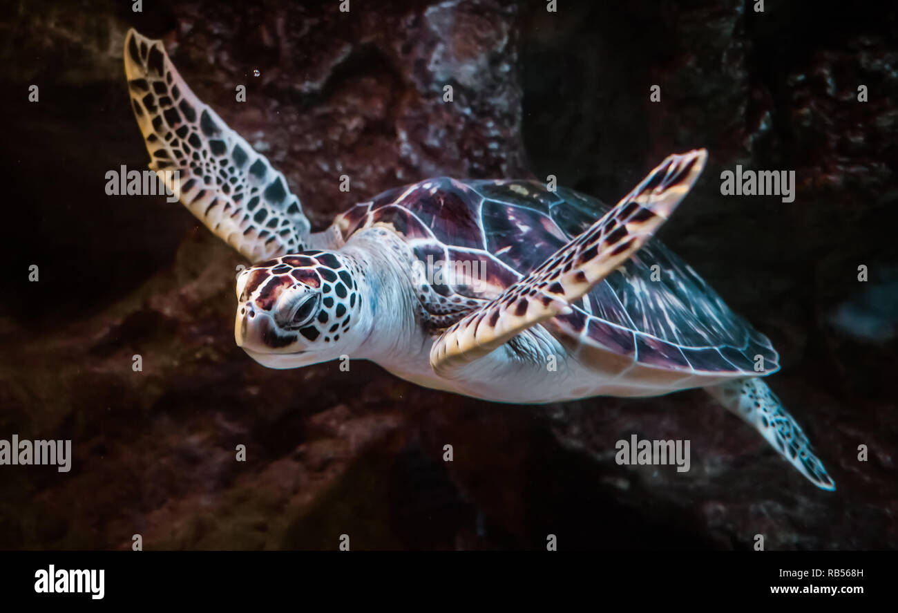 Sea Turtle nuota sotto l'acqua Foto Stock