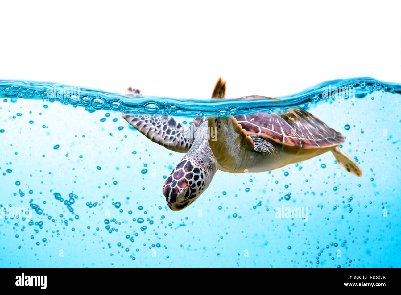 Sea Turtle nuota sotto acqua isolato su bianco Foto Stock