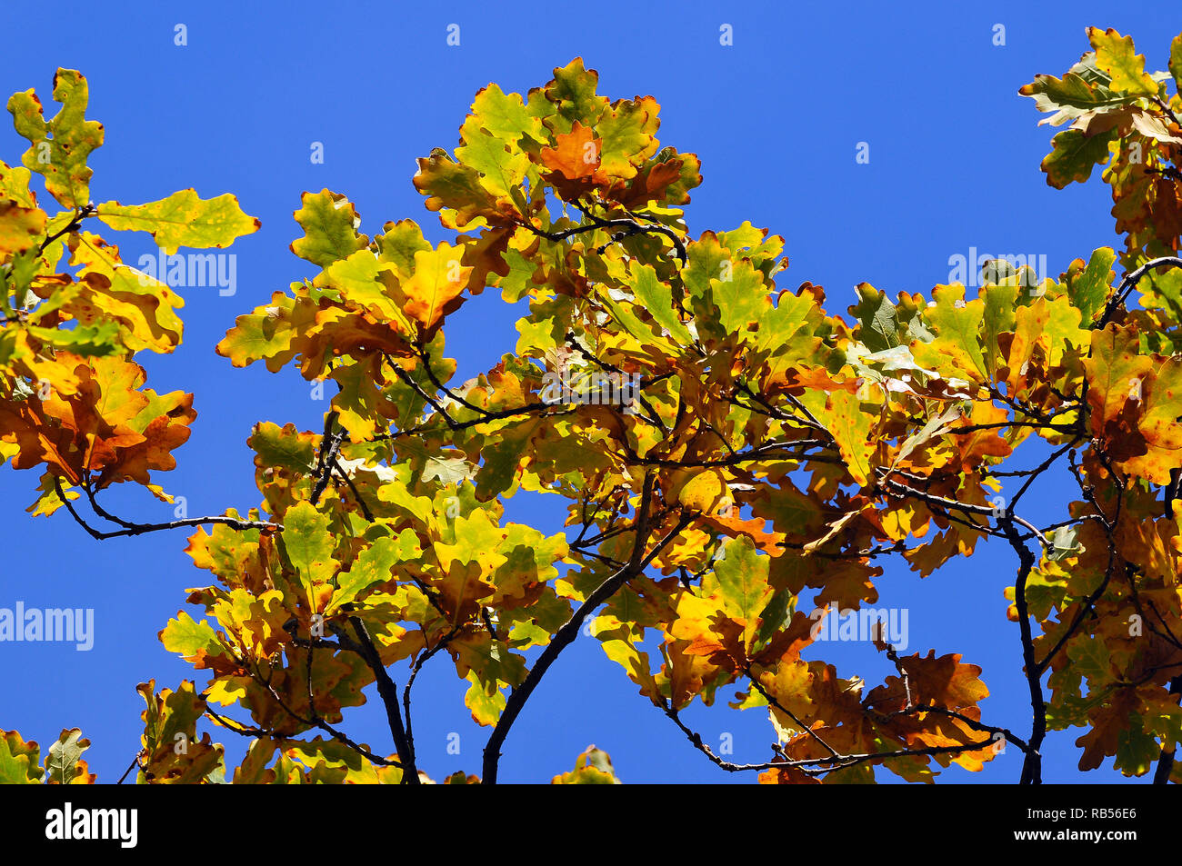 Giallastro di foglie di quercia. Rovere, Eichen, tölgy, Quercus sp. Foto Stock