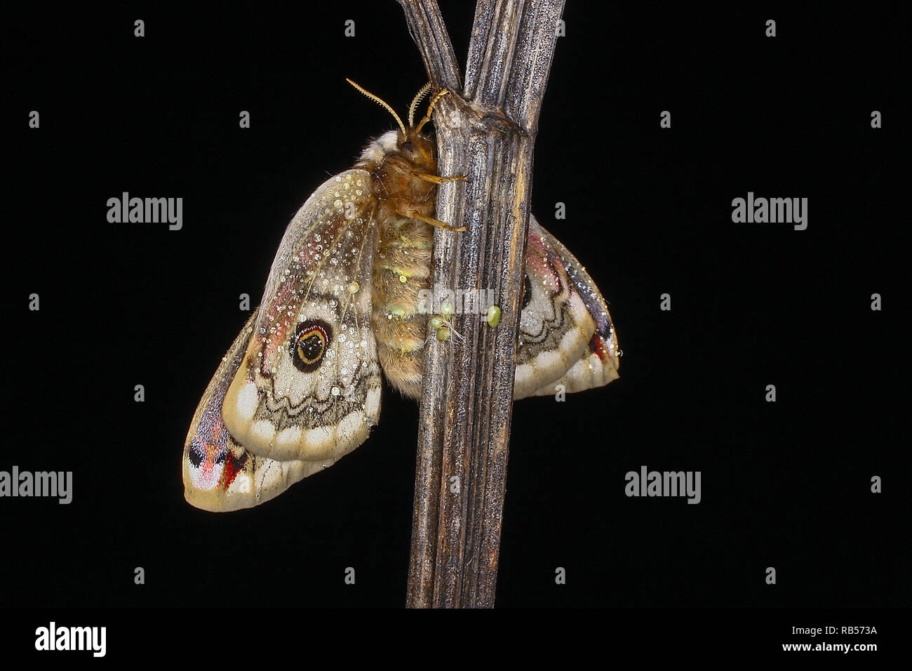 Piccola falena imperatore (Saturnia pavonia) depongono le uova Foto Stock