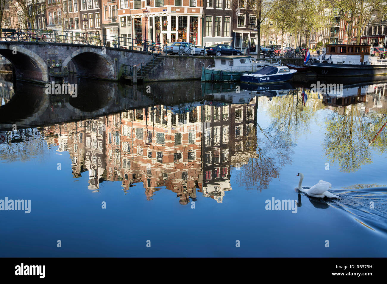 Cigno (Cygnus olor). La riflessione di canal case nel canale chiamato Brouwersgracht, Amsterdam, Paesi Bassi. Unesco World Heritage Site. Foto Stock