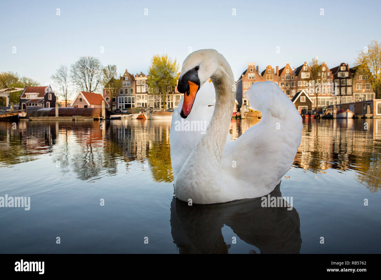 Cigno (Cygnus a colori). La riflessione di canal case nel canale chiamato Zandhoek, Amsterdam, Paesi Bassi. Foto Stock