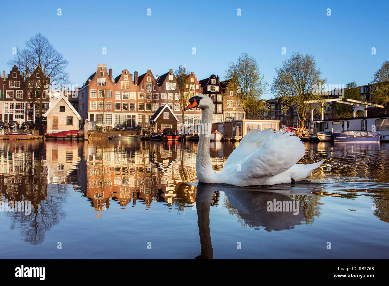 Cigno (Cygnus a colori). La riflessione di canal case nel canale chiamato Zandhoek, Amsterdam, Paesi Bassi. Foto Stock