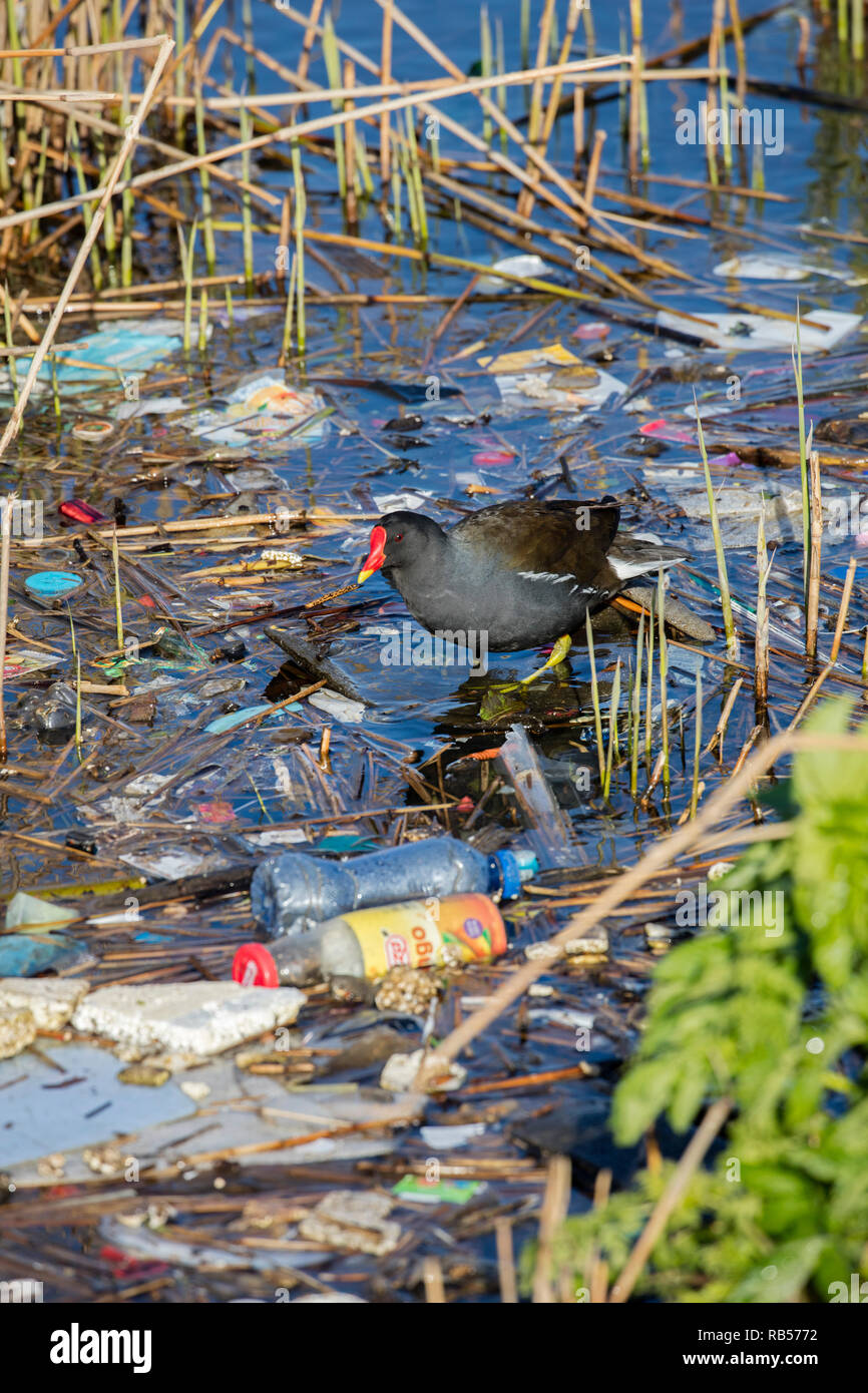 Comune (moorhen Gallinula chloropus) tra la spazzatura in acqua, Amsterdam, Paesi Bassi. Foto Stock